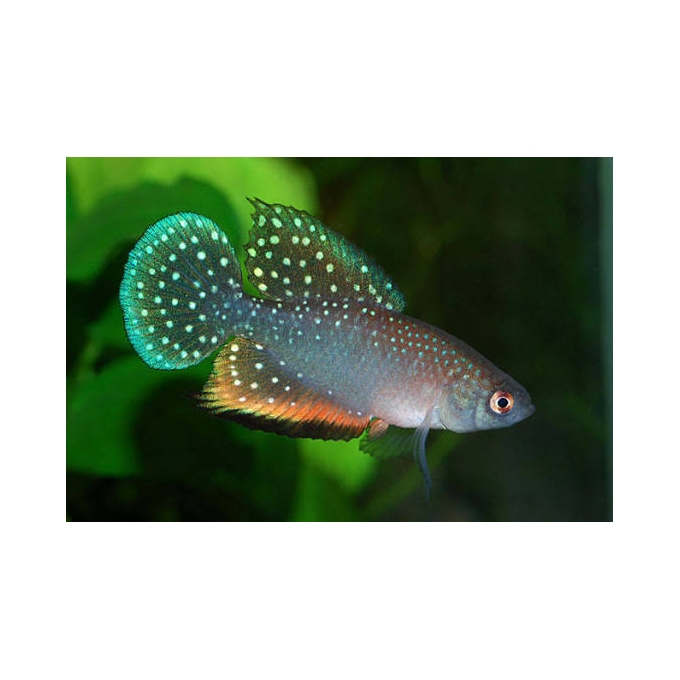 KILLIFISH ANTENORI CASAL