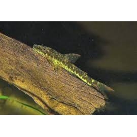 limpa vidro maculicauda