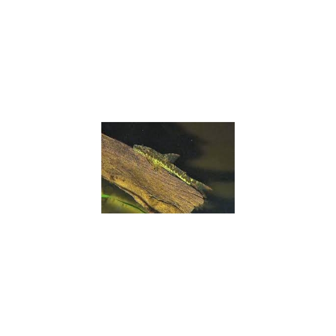 limpa vidro maculicauda