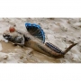 MUDSKIPPER DORSAL BLUE
