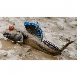 MUDSKIPPER DORSAL BLUE