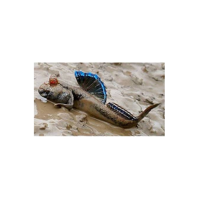 MUDSKIPPER DORSAL BLUE