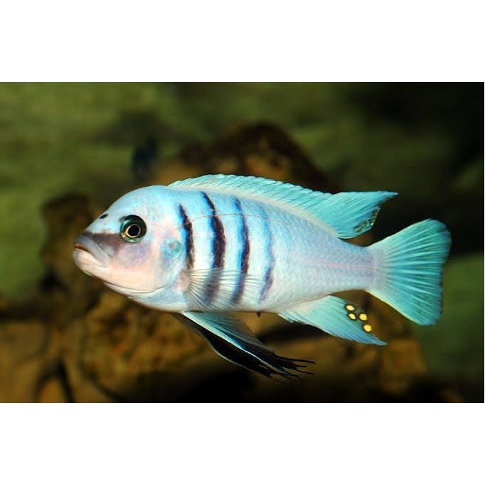 CICL CYPHOTILAPIA AFRA GALLYREA REEF