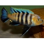 CICL CYPHOTILAPIA AFRA LIONS COVE