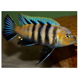 CICL CYPHOTILAPIA AFRA LIONS COVE