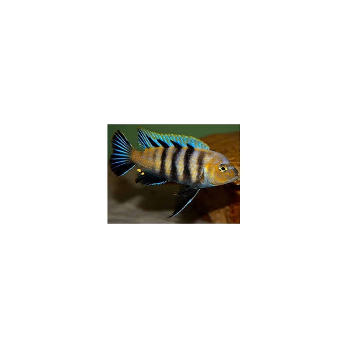 CICL CYPHOTILAPIA AFRA LIONS COVE