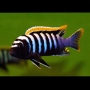 CICL CYPHOTILAPIA AFRA RED TOP LIKOMA