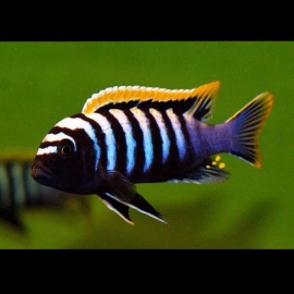 CICL CYPHOTILAPIA AFRA RED TOP LIKOMA