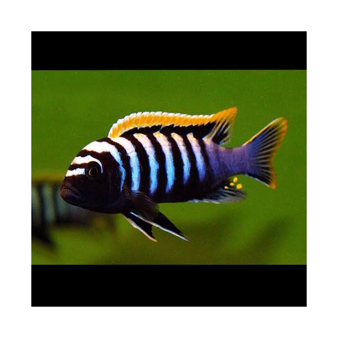CICL CYPHOTILAPIA AFRA RED TOP LIKOMA