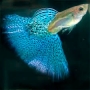 lebiste blue glass casal