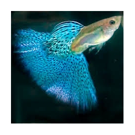 lebiste blue glass casal