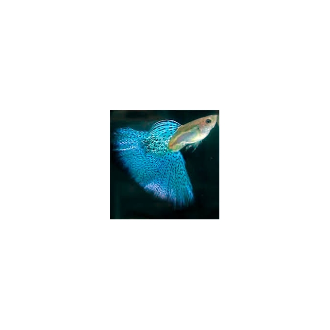 lebiste blue glass casal