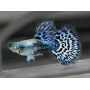 Lebiste Mosaico Blue Casal