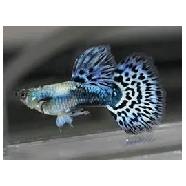Lebiste Mosaico Blue Casal