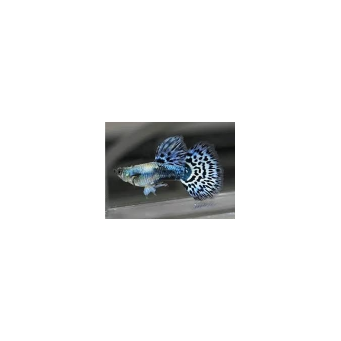 Lebiste Mosaico Blue Casal