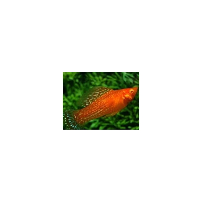 MOLINESIA VELIFERA ALBINA