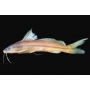 PIMELODELLA ITAPICURUENSIS