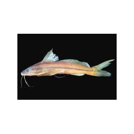 PIMELODELLA ITAPICURUENSIS