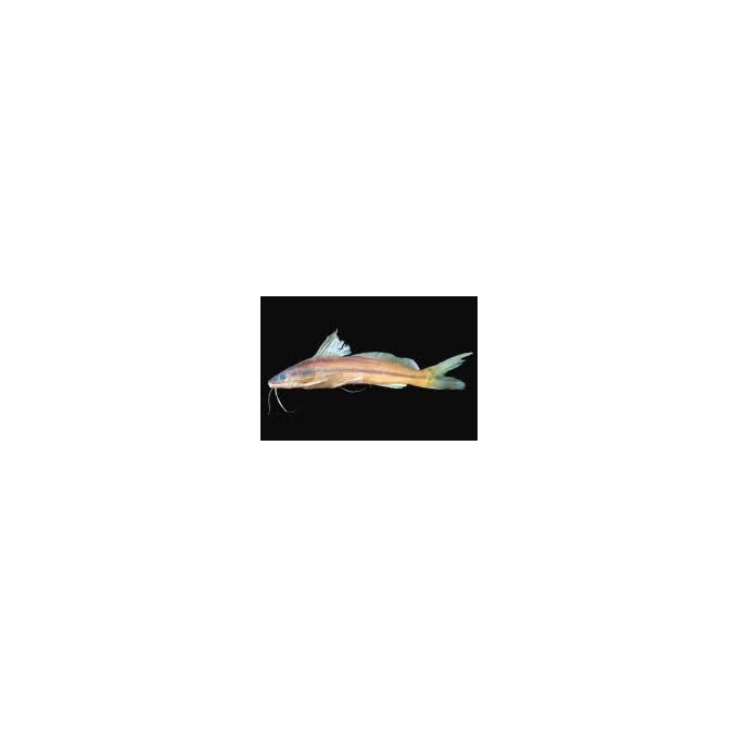 PIMELODELLA ITAPICURUENSIS