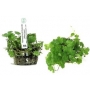 PLANTA N HYDROCOTYLE SIBTHORPIOIDES MARITIMA TK