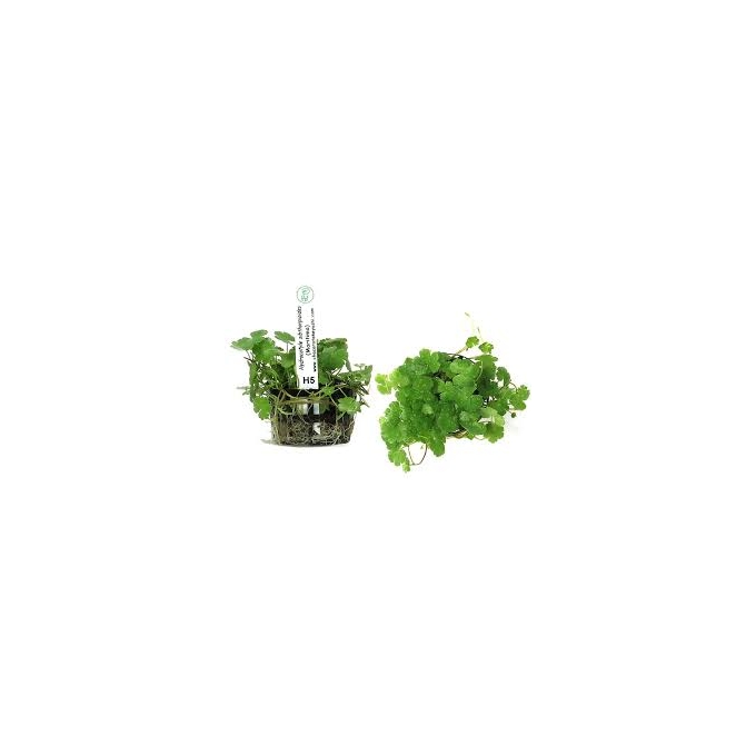 PLANTA N HYDROCOTYLE SIBTHORPIOIDES MARITIMA TK