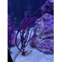 GORGONIA BLUE WHIP