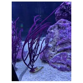 GORGONIA BLUE WHIP