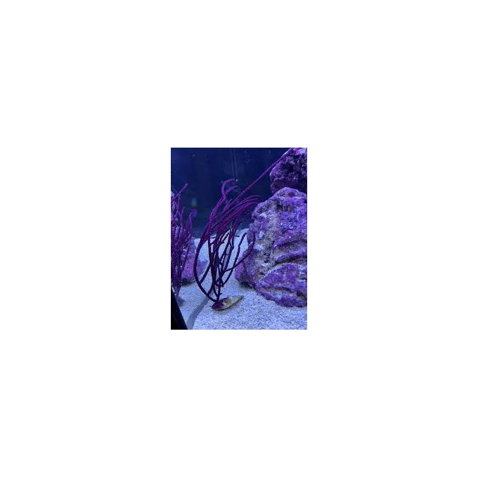 GORGONIA BLUE WHIP