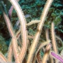 GORGONIA SEA WHIP