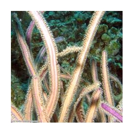 GORGONIA SEA WHIP