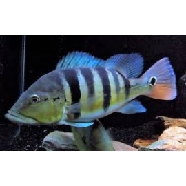 TUCUNARE AZUL 14-16cm