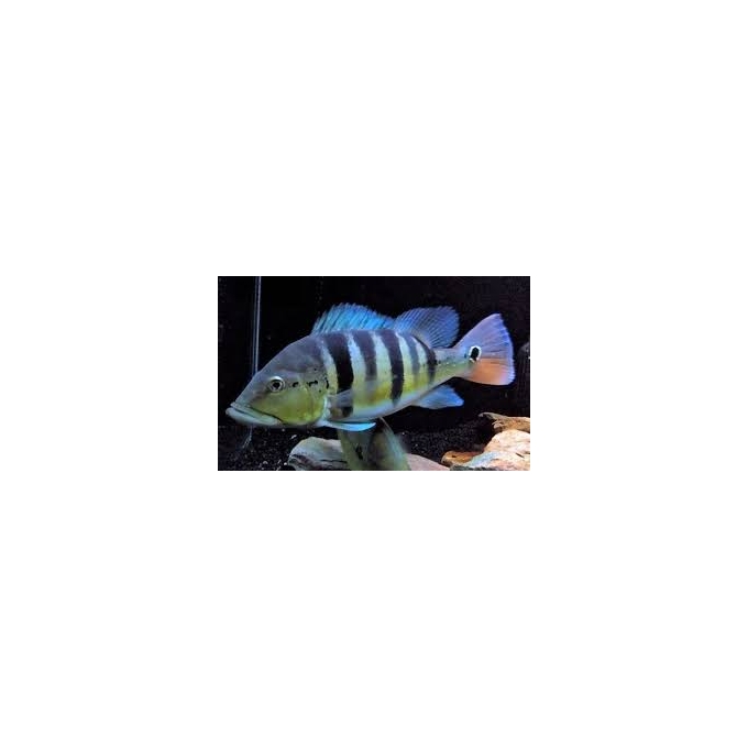 TUCUNARE AZUL 14-16cm