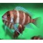 CICL CYPHOTILAPIA FRONTOSA RED MD