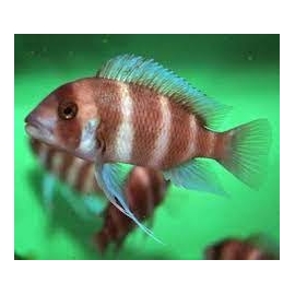 CICL CYPHOTILAPIA FRONTOSA RED MD