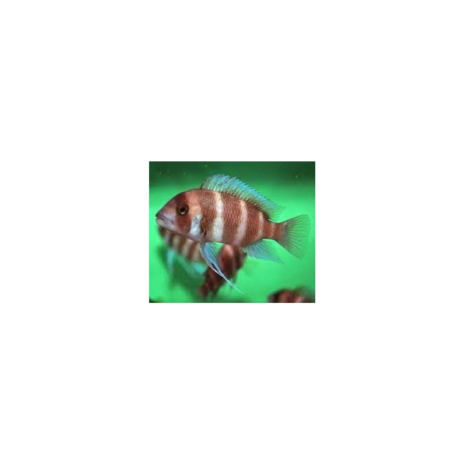 CICL CYPHOTILAPIA FRONTOSA RED MD