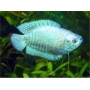 Colisa lalia super blue gr