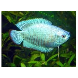 Colisa lalia super blue gr