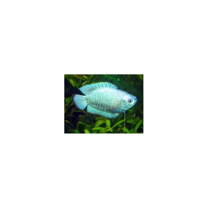 Colisa lalia super blue gr
