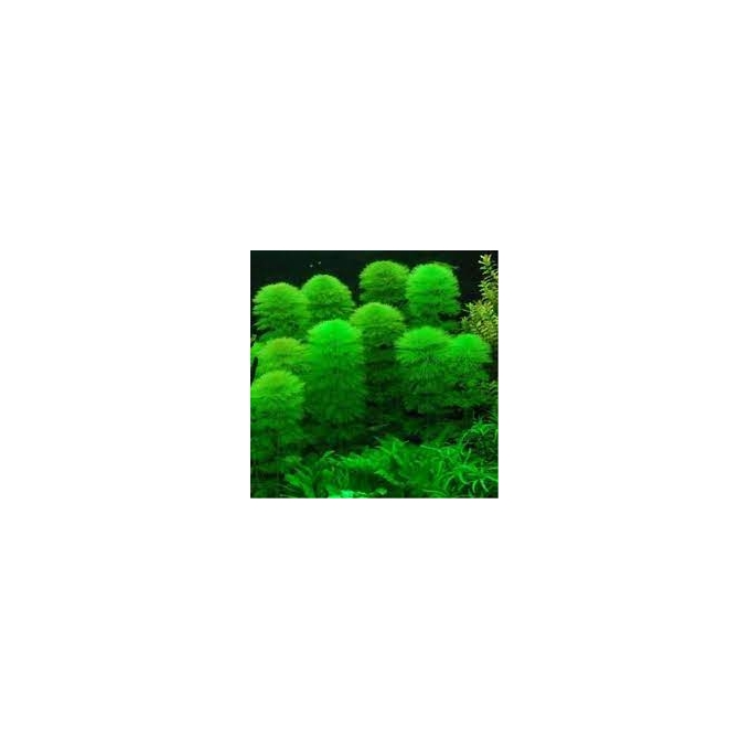 PLANTA N CABOMBA NO VASO