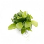PLANTA N ANUBIAS BARTERI NANA PETITE GOLDEN TK