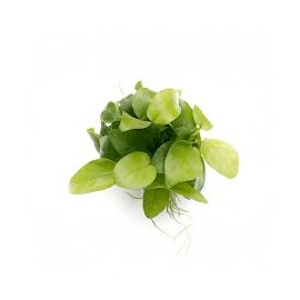 PLANTA N ANUBIAS BARTERI NANA PETITE GOLDEN TK