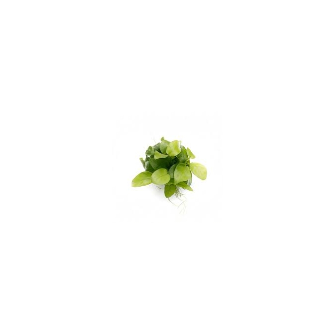 PLANTA N ANUBIAS BARTERI NANA PETITE GOLDEN TK