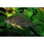 corydora haraldschultzi