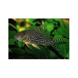 corydora haraldschultzi