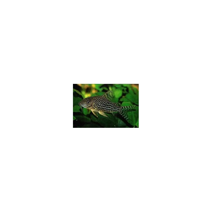 corydora haraldschultzi