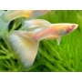 lebiste full yellow albino casal