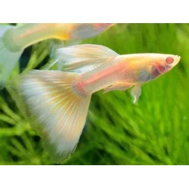 lebiste full yellow albino casal
