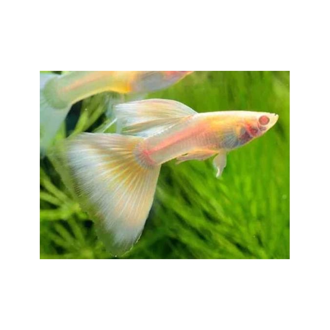 lebiste full yellow albino casal