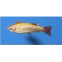 TANICTIS GOLD