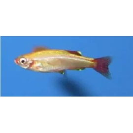 TANICTIS GOLD